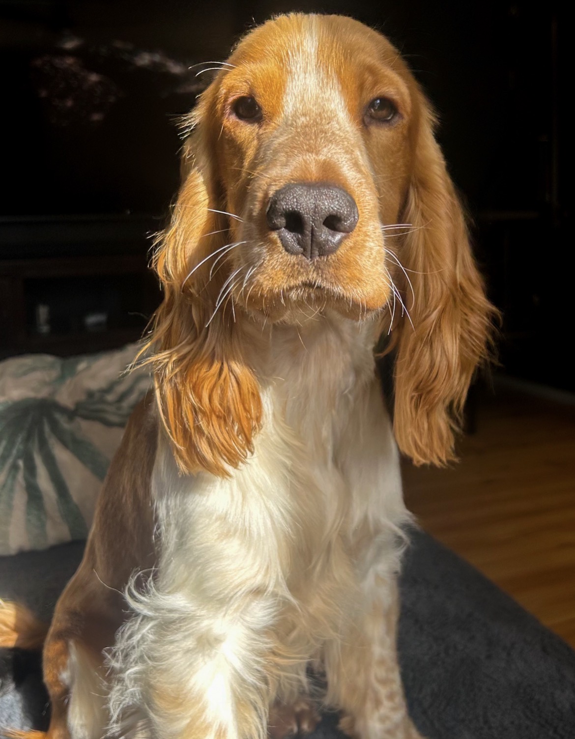 Toby