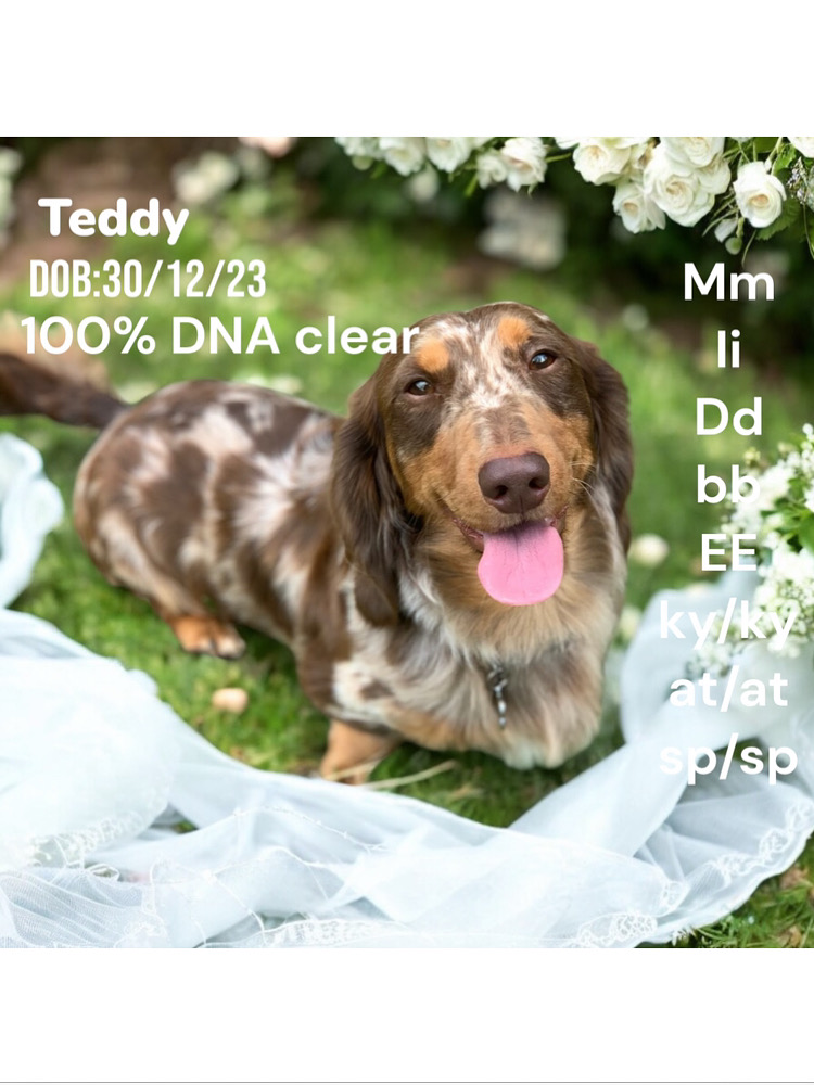 Teddy