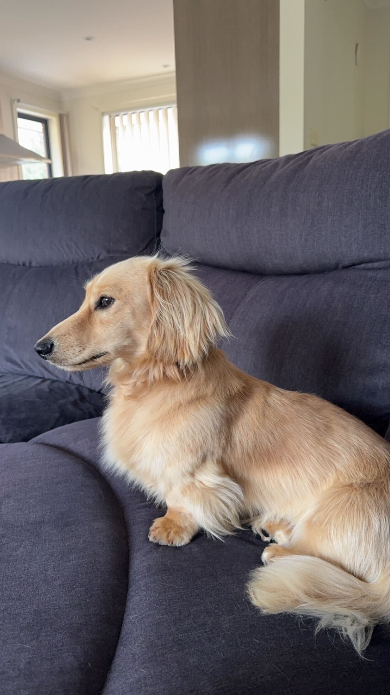 Oakie