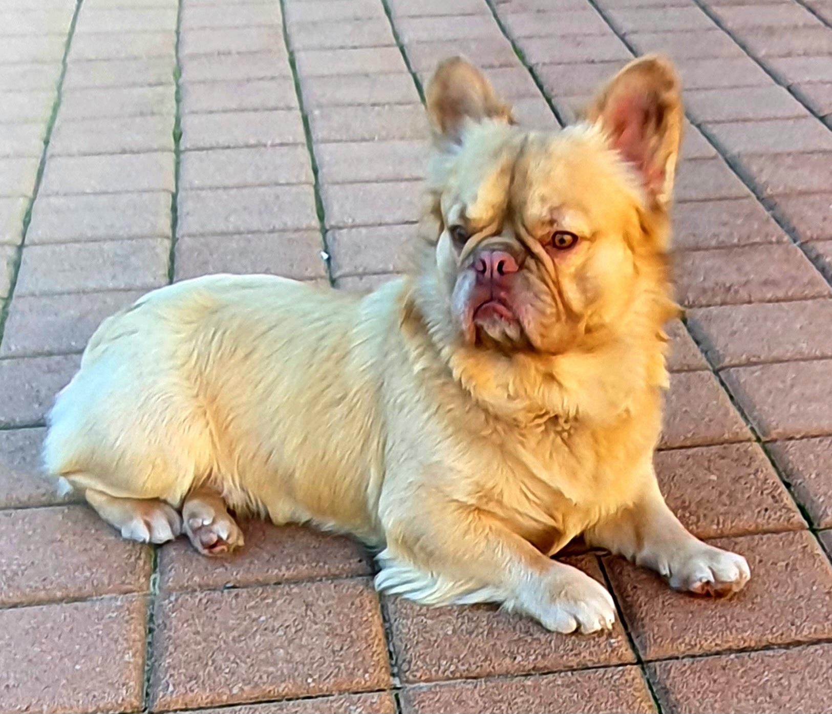 Duke
